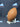 44666816